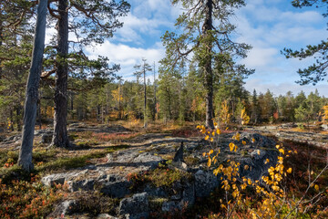 Autumn at Trollforsen, swedish Lapland