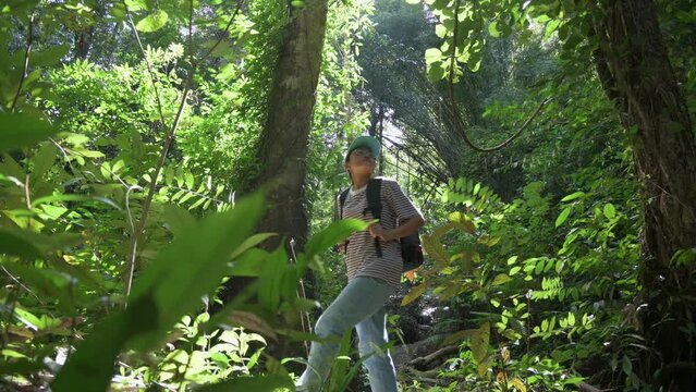 Solo female hiker exploring the beauty of lush foliage forest under morning sunlight in Thailand. Nature and environmental conservation. Jungle adventure. Outdoor pursuit. UHD. 4K.