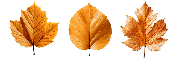 autumn leaf png. orange leaf png. orange leaves isolated. leaf top view. leaf flat lay png. maple leaf png. oak leaf png
