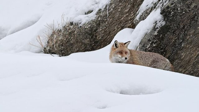 Wild Alps in the winter season, a red fox on snow (Vulpes vulpes)