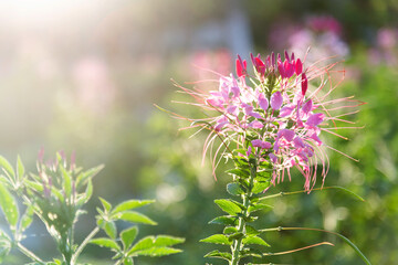 Background of pink spider flower