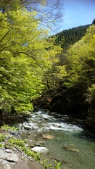 Obraz premium river in the forest