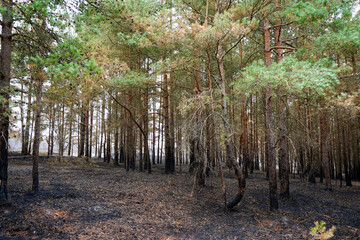 View of tree trunks charred but a undergrowth forest fire  