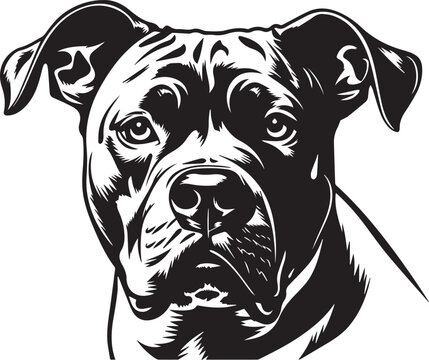 black and white portrait of a pitbull dog