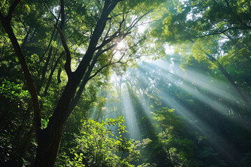 Forest canopy opening, sunlight streaming through a dense forest, creating an open sky space above the trees, providing a harmonious blend of nature and sky for versatile copy placement.