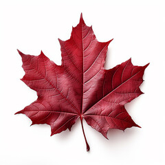 Red maple leaf isolated on a white background