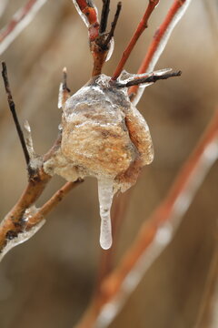 ice covered praying mantis ooth in winter
