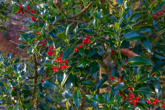 Ilex Aquifolium Pyramidalis