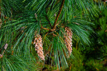 Pinus x schwerinii wiethorst