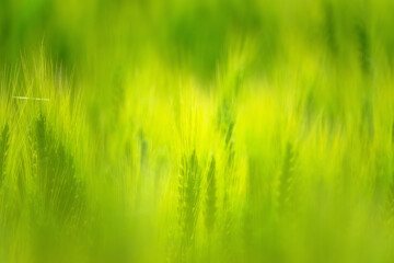 麦秋近い緑の麦畑20220503-1