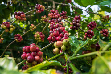 Raw arabica coffee beans in coffee plantation