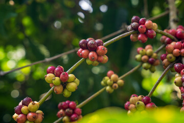 Raw arabica coffee beans in coffee plantation