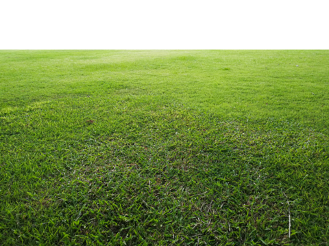 green grass isolated on transparent background