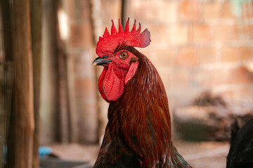 close-up of brown and red rooster in profile
