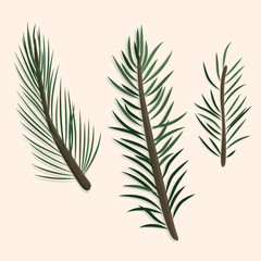 Thin spruce and pine branches hand-drawn in vector