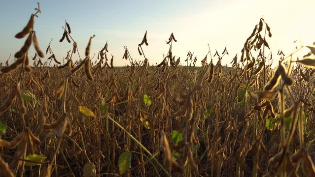 A beautiful field of ripe soybeans. A soybean field is illuminated by the sun. Slider shots.