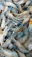 shrimp in the market