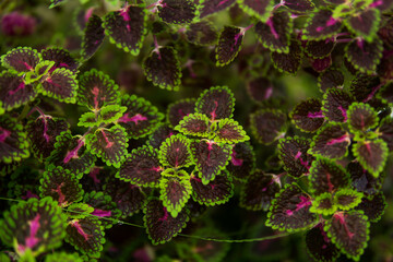 Close up of coleus plant in the garden. Selective focus.