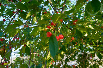 A bright sunny day, summer and the cherry berries have begun to ripen on the tree, they are already red, a little more and you can harvest, green leaves and red cherries - natural beauty