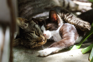 面倒見が良い叔父猫と、甘える甥の雄子猫