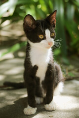 ハチワレ猫ポートレート「左見て！」