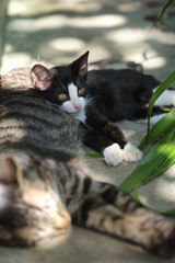 面倒見が良い叔父猫を枕にして、甘える甥の雄子猫