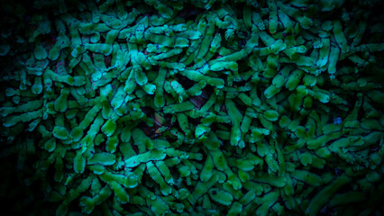 background of leaves