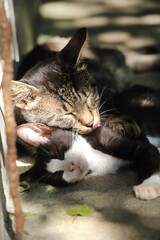 面倒見が良い叔父猫と、甘える甥の雄子猫