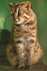 ツシマヤマネコ