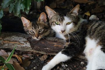 初夏、林の中の親子猫