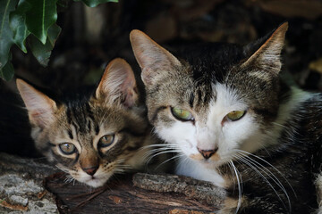 初夏、林の中の親子猫