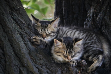 初夏、林間に住む子猫姉妹