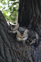 初夏、林間に住む子猫姉妹