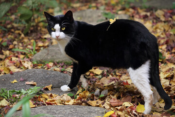 晩秋、ナンキンハゼの枯葉を背に乗せて歩くハチワレ猫