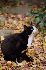 晩秋、ふと立ち止まり、斜め上を見る猫