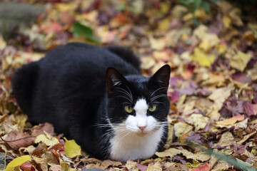 晩秋、庭の落ち葉の上で箱になる、少々太ったハチワレ猫