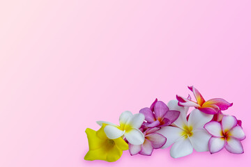 beautiful tropical plumeria, frangipani flowers on paper background