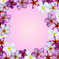 beautiful tropical plumeria, frangipani flowers on paper background