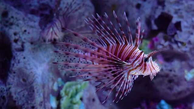 Volitans Common Lionfish in sea aquarium