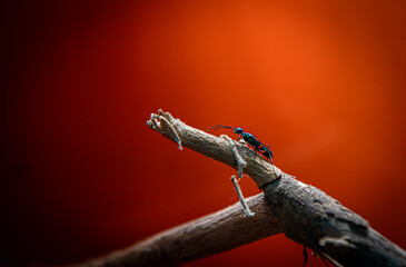Large blue wasp sitting on a branch