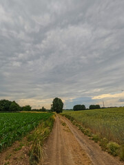 Fototapeta na wymiar A peaceful rural landscape depicting a dirt road meandering through agricultural fields under a vast, cloudy sky. The photo captures a tranquil moment, where the overcast weather creates a soft