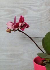 Phalaenopsis mini orchid, dark purple peloric, selective focus, vertical orientation. - 696885203