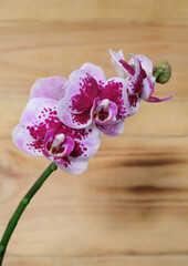 Phalaenopsis orchid variety Alice on a wooden background, selective focus, vertical orientation. - 696885208