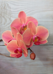 Phalaenopsis orchid, coral color, variety Narbonne. Selective focus, vertical orientation.