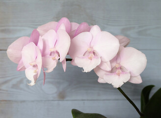 Orchid Phalaenopsis big lip, Sakura variety on a blue wooden background, selective focus, horizontal orientation. - 696885213