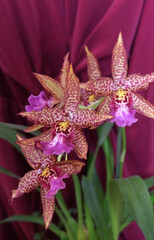 Orchid Beallara Marfitch Renaissance coral against a background of burgundy silk drapery. selective focus, vertical orientation.