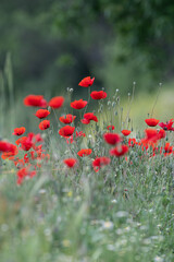 Obraz premium Close-up of red poppy flower, green grass background, nature outdoors, meadow with wildflowers