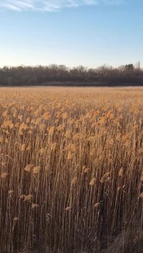 Dry reed field with plants seeds sway in the wind lit by the golden sunset light. Parched wild bulrush plants, natural background