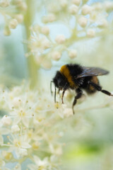 beautiful  blossom  of white  hydrangea  with working bumblebee at sunny day. macro