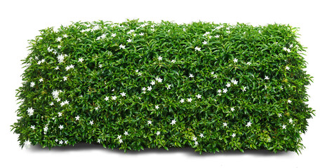 green grass on white background, Plants, green leaves or green walls are separated on a white...